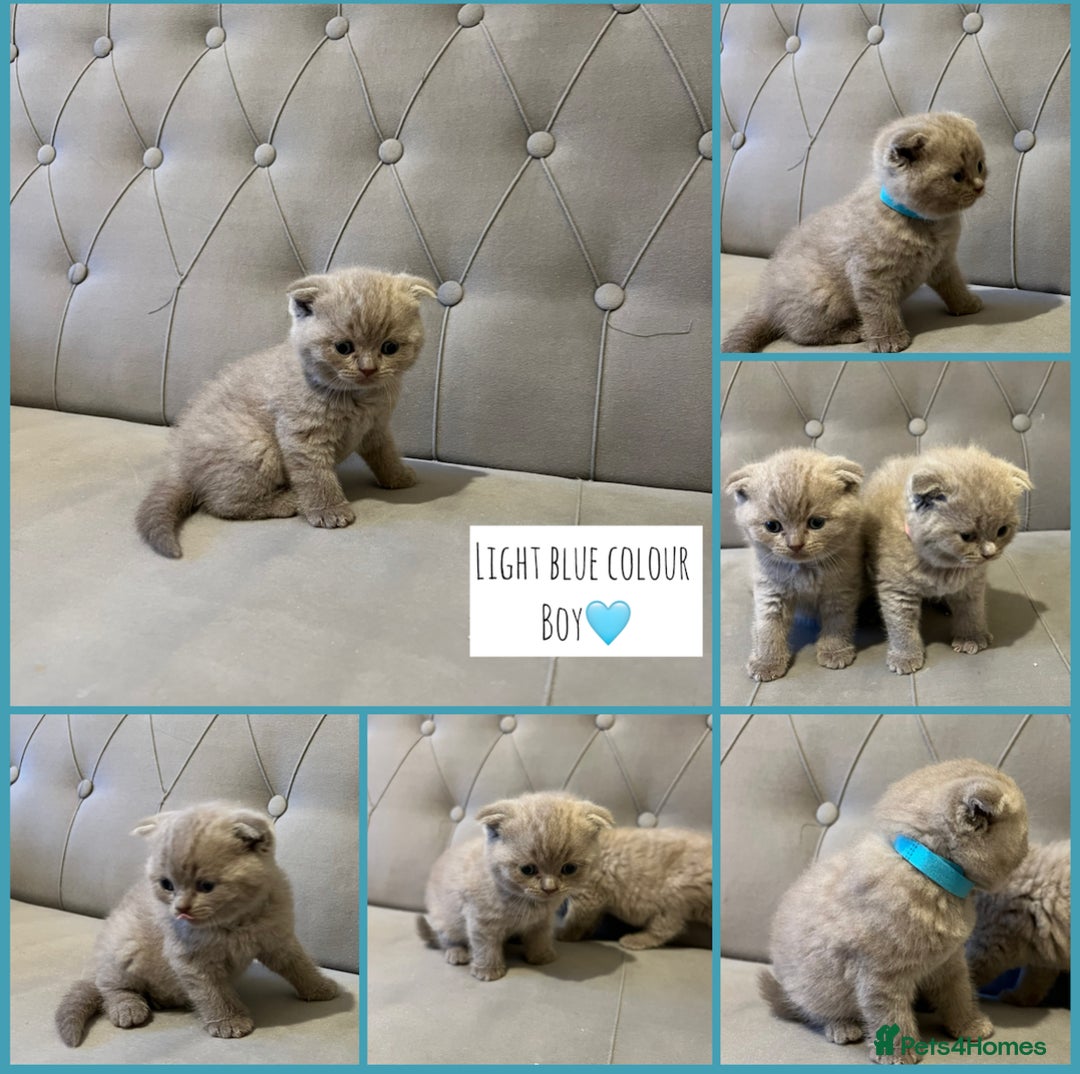 Scottish Fold cats for sale: Adorable Scottish Fold & Straight Kittens 💕🐾 - Image 6