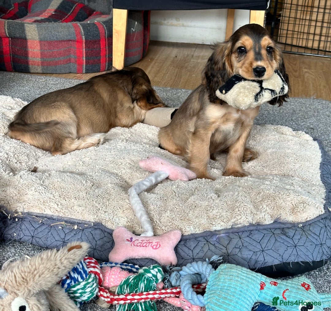 Cocker Spaniel dogs for sale: Handsome boys - Image 1