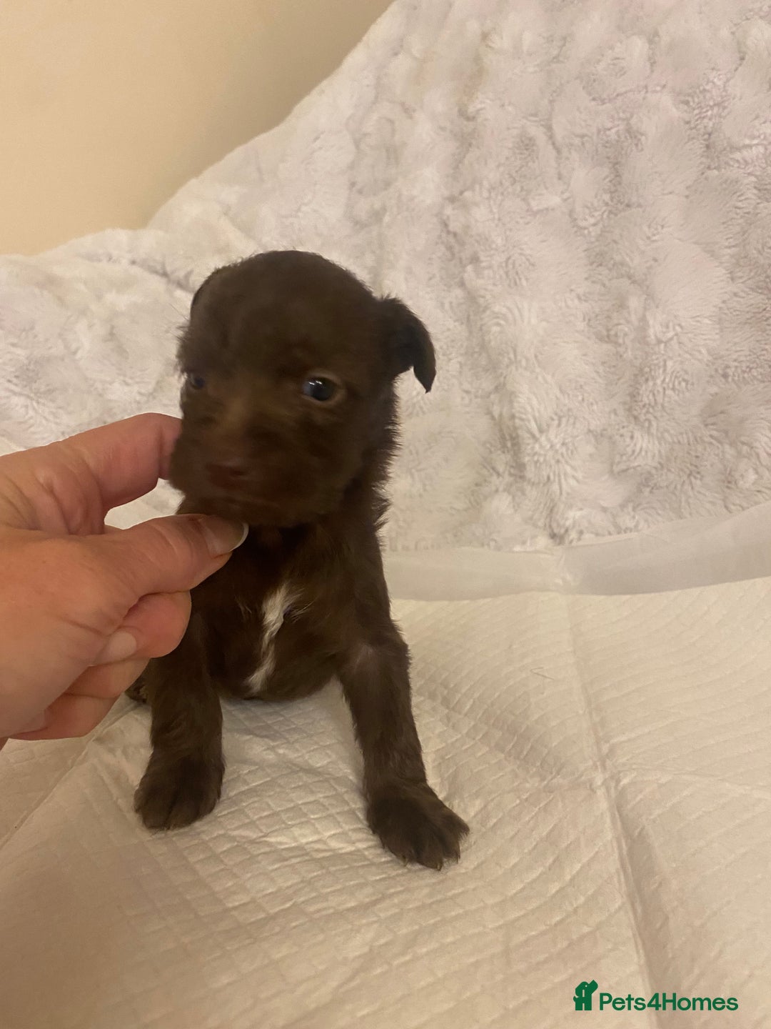 Jackapoo dogs for sale: Jackapoo puppies  - Advert 9