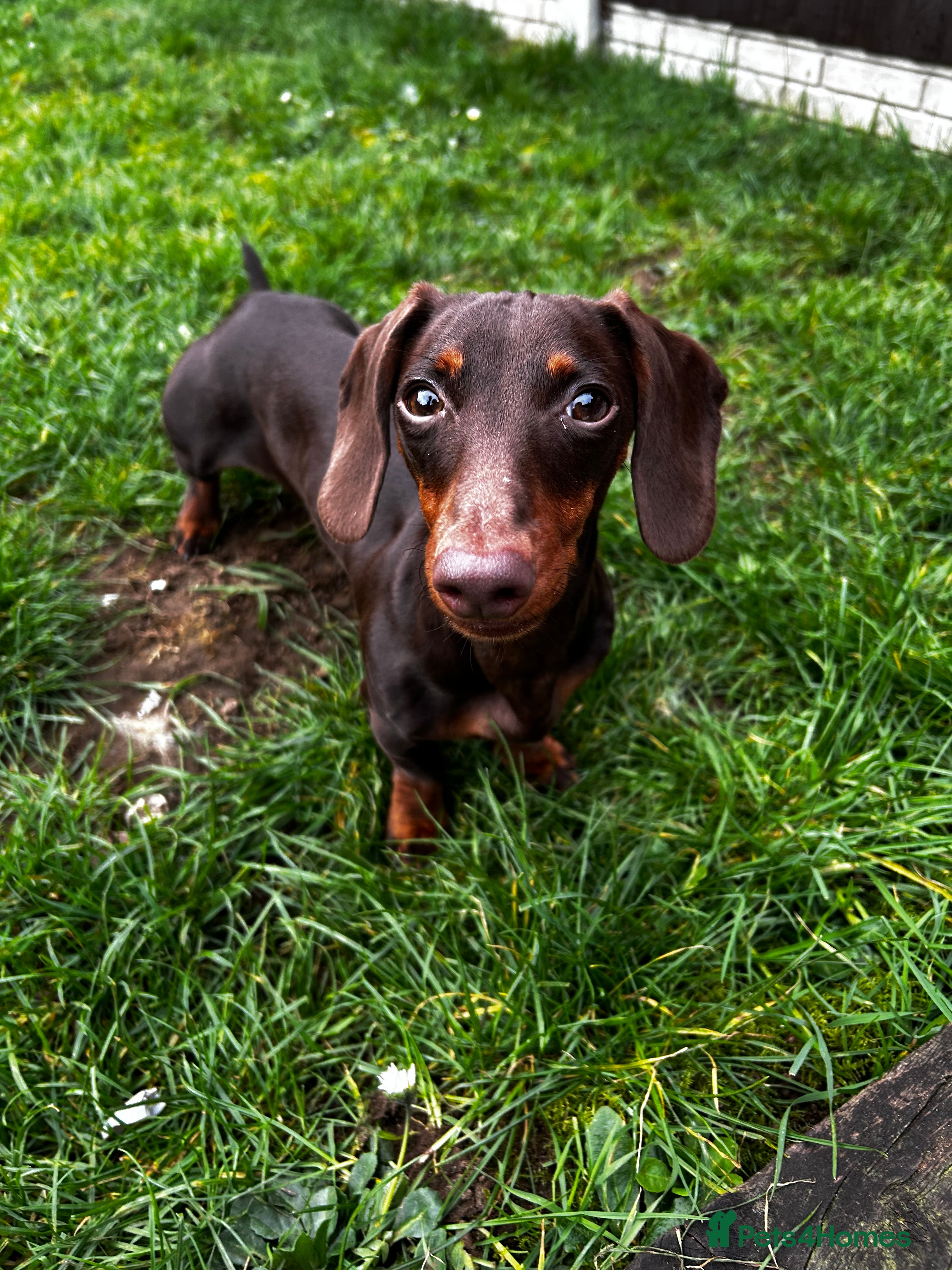 Miniature Dachshund dogs Urgent rehome - 10 month old female dachshund - Advert 1