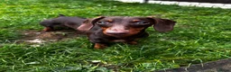 Miniature Dachshund dogs for sale: Urgent rehome - 10 month old female dachshund - Advert 1