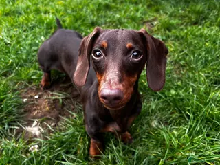 Miniature Dachshund dogs Urgent rehome - 10 month old female dachshund - Advert 2