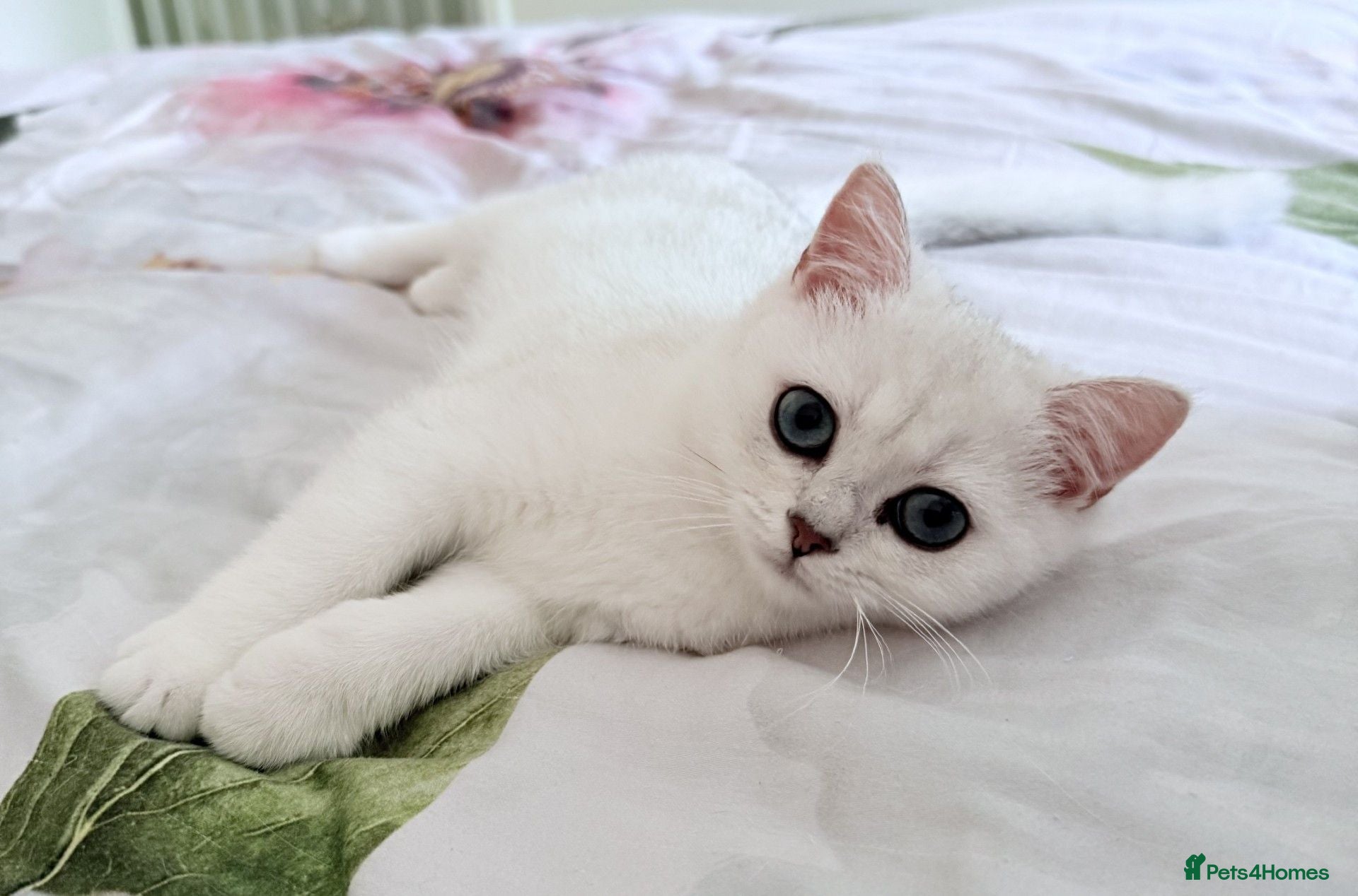 British Shorthair cats GCCF British Shorthair Silver/Black Tipped Kitten - Advert 1