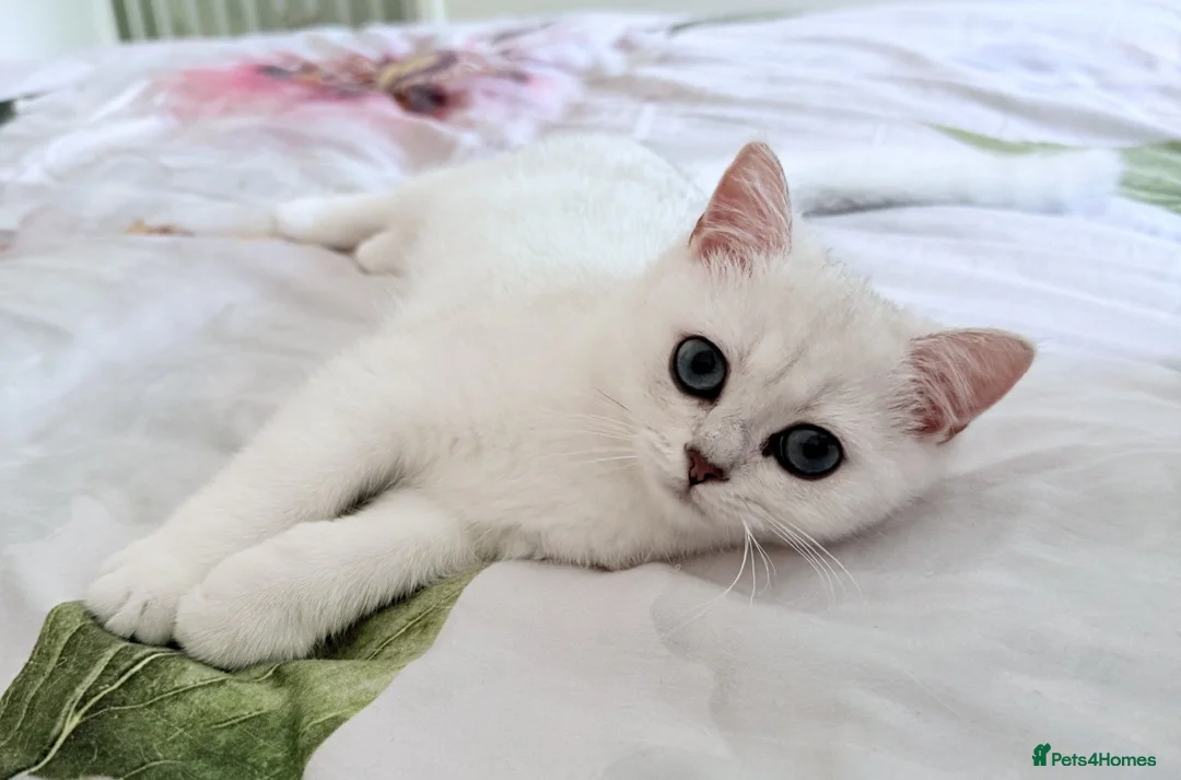 British Shorthair cats for sale: GCCF British Shorthair Silver/Black Tipped Kitten - Advert 1