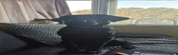 Labrador Retriever dogs for stud: Pedigree black lab for stud  in Inverness - Advert 6
