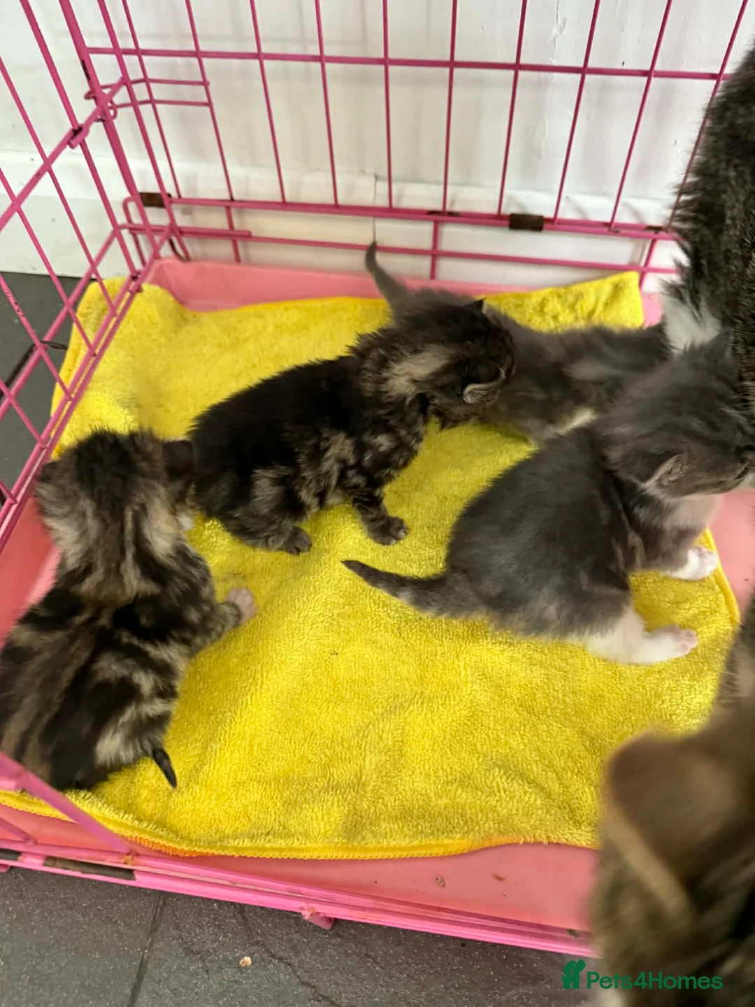 Mixed Breed cats for sale: Lovley wee cats - Advert 2