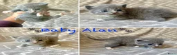 Mixed Breed cats for sale: British Blue/Silver Tabby Babies - Advert 4