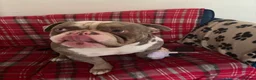 Mixed Breed dogs for sale: FREE rehome - American Bulldog Ace - Advert 4
