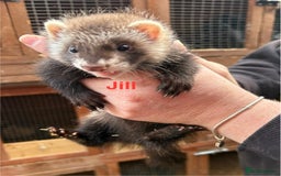Ferret rodents for sale: Part-angora kits  - Image 5