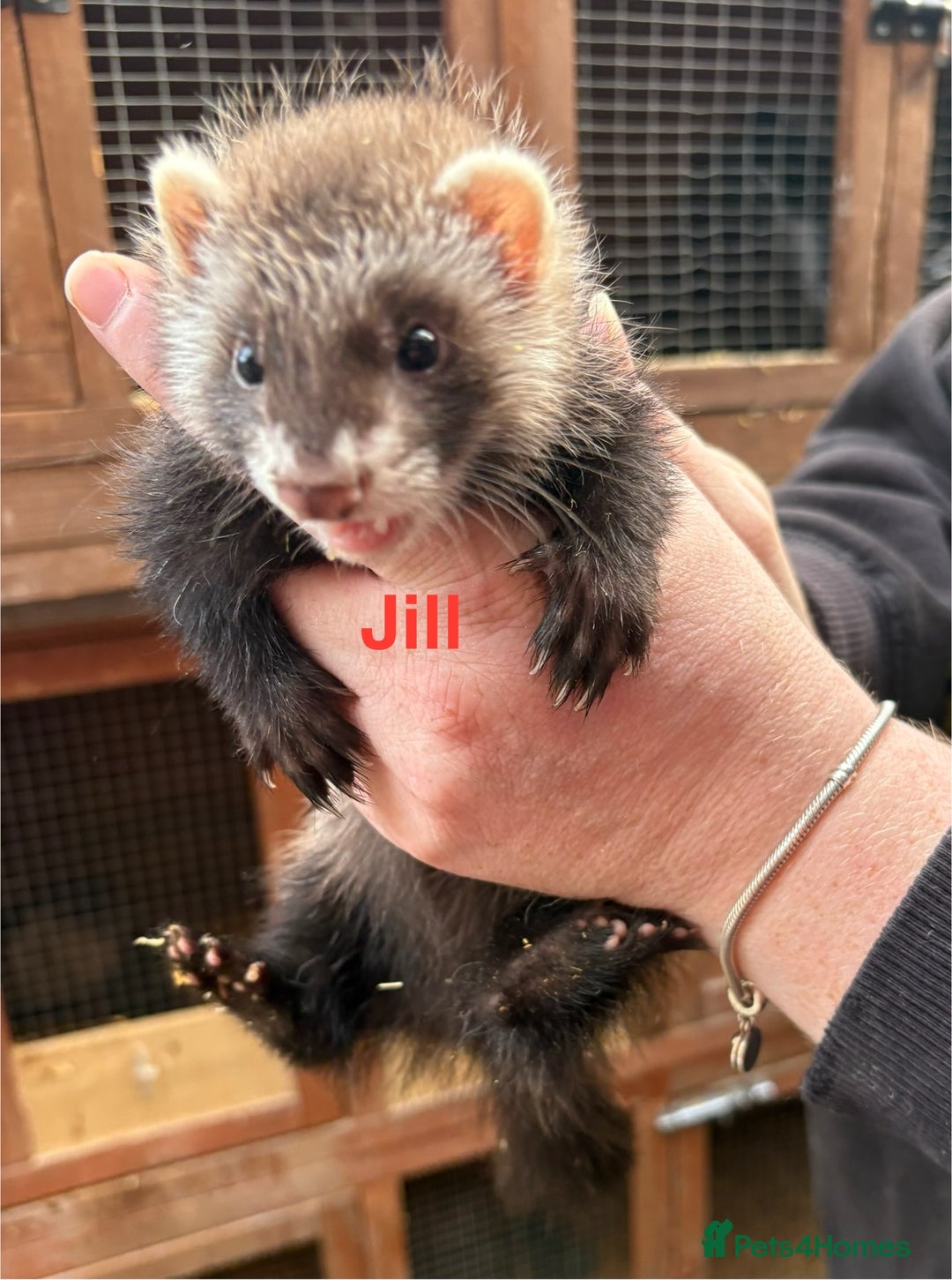 Ferret rodents for sale: Part-angora kits  - Image 5