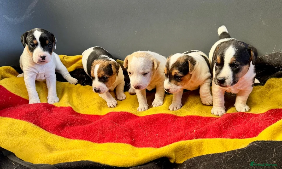 Jack Russell dogs for sale: Working Jack Russell pups - Advert 1