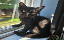 British Shorthair cats for sale: 4 beautiful kittens for sale  - Image 26