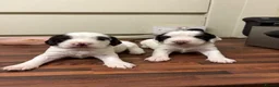 Cocker Spaniel dogs for sale: 2 working cocker spaniel pups  in Oakham - Advert 5