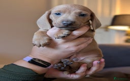 Miniature Dachshund dogs for sale: 4 beautiful boys PRA clear - Image 12