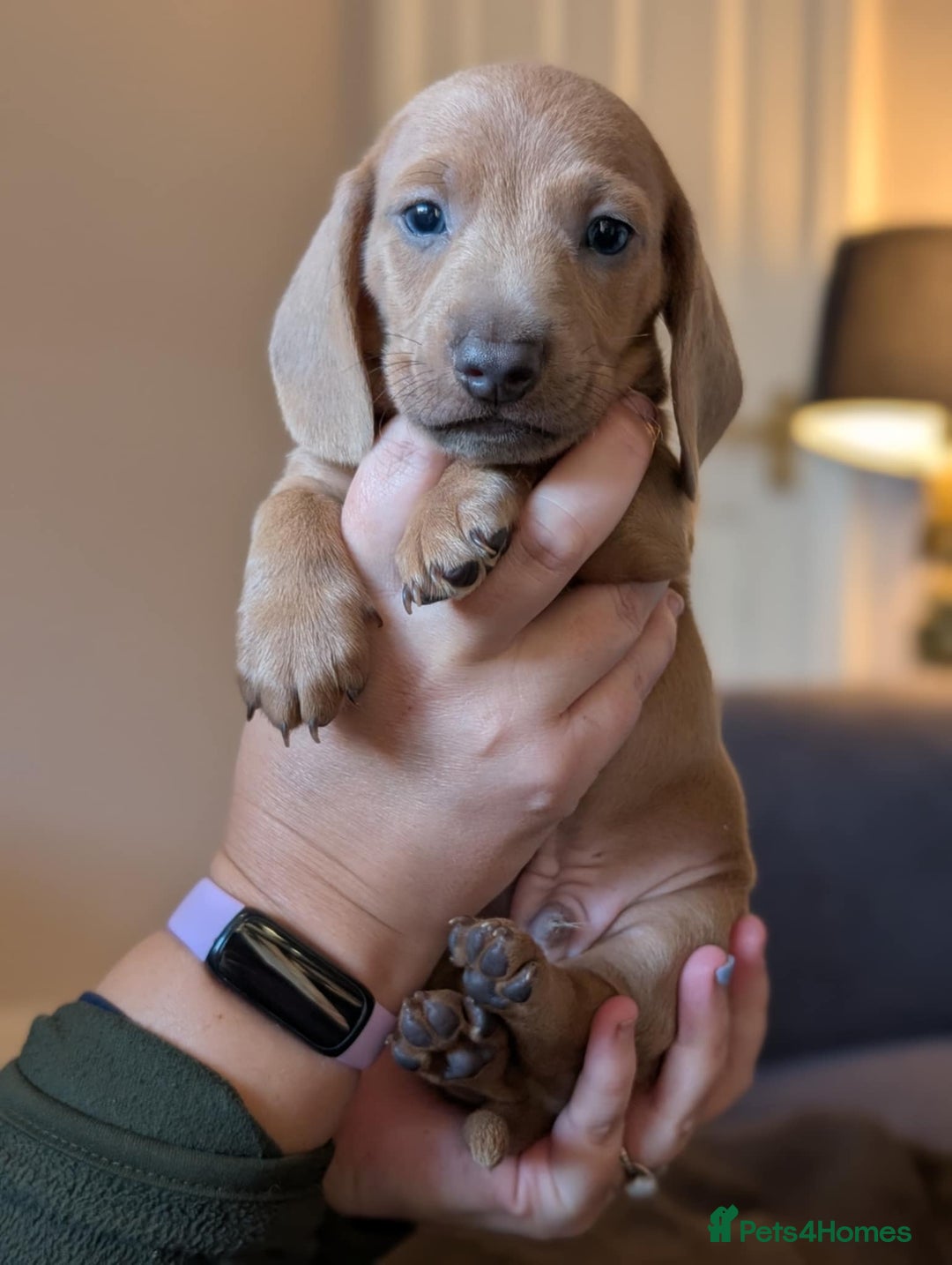 Miniature Dachshund dogs for sale: 4 beautiful boys PRA clear - Image 12
