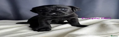 Labrador Retriever 6