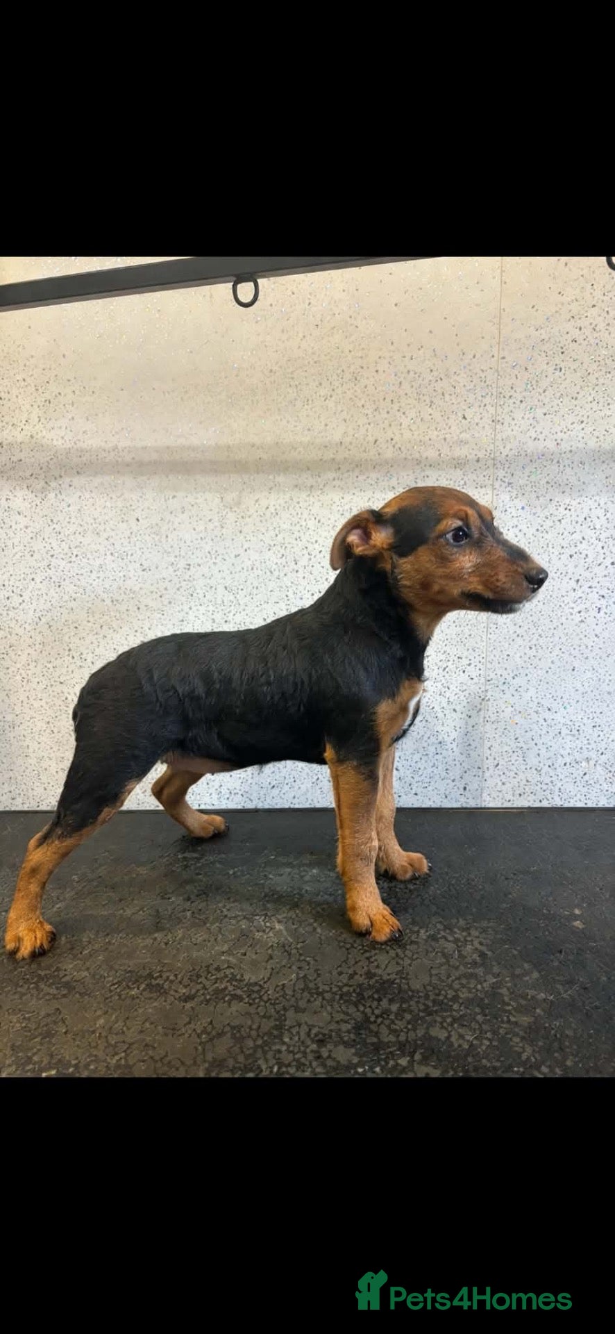 Lakeland Terrier dogs Lakeland terrier puppies (working type) - Advert 1