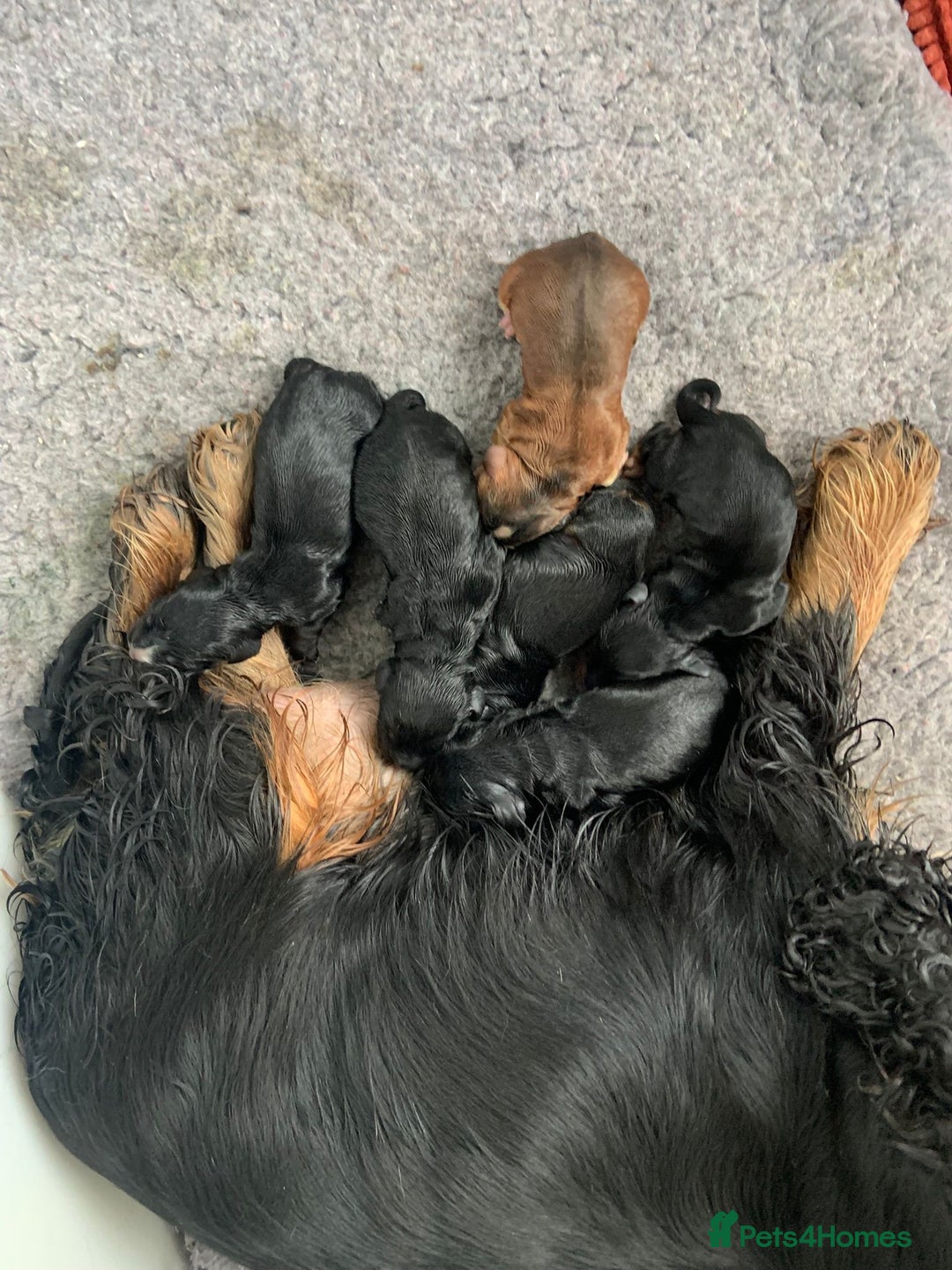 Cocker Spaniel dogs for sale: Show cocker spaniels  - Image 7