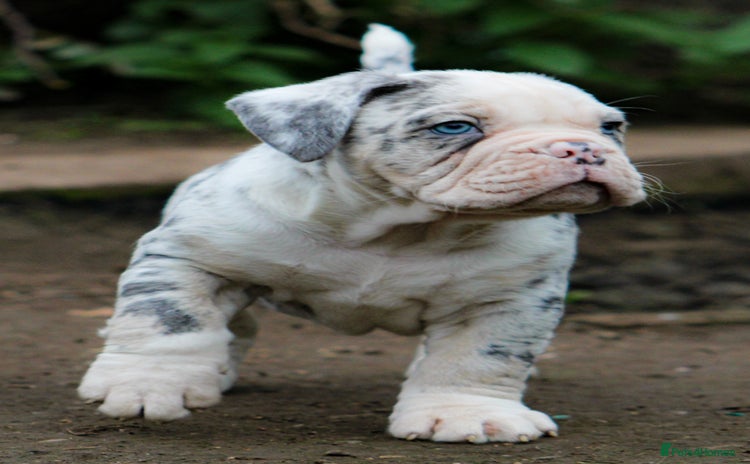 Olde English Bulldogge dogs - Advert 1