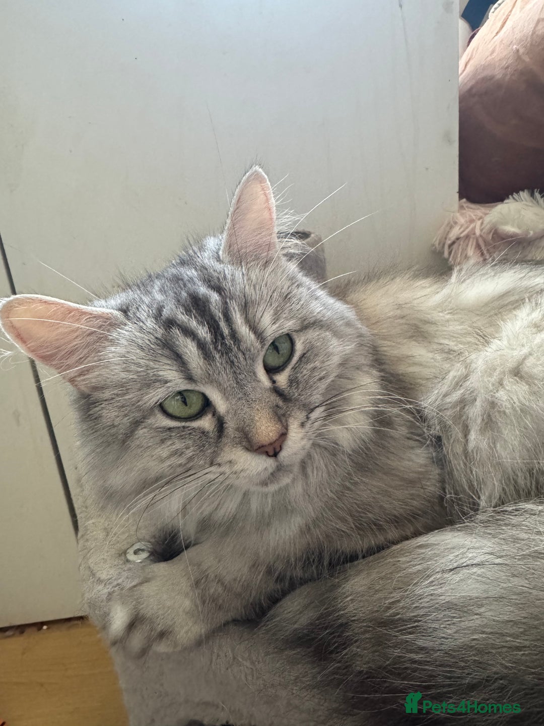 Persian cats for sale: Persian Litter of 4 for new loving home! - Advert 2