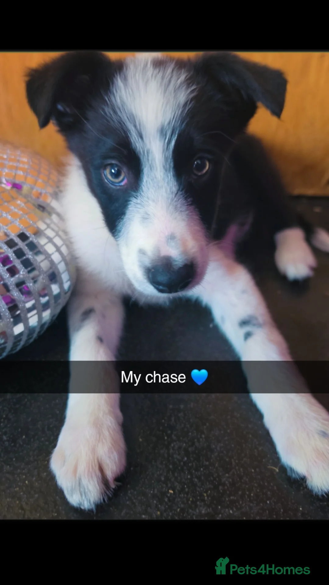 Border Collie dogs for sale: 10 week old border collie  - Advert 3