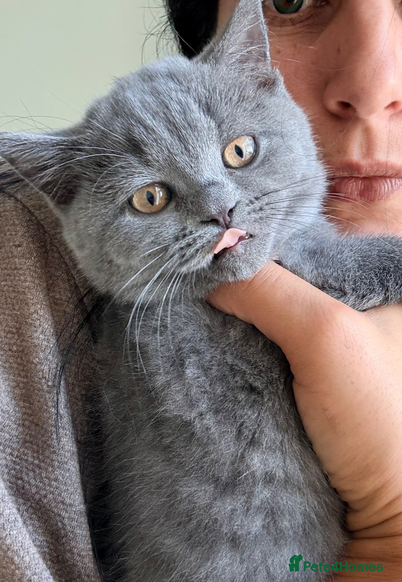 British Shorthair cats  🐱 Adorable bsh kittens looking for loving homes - Advert 1