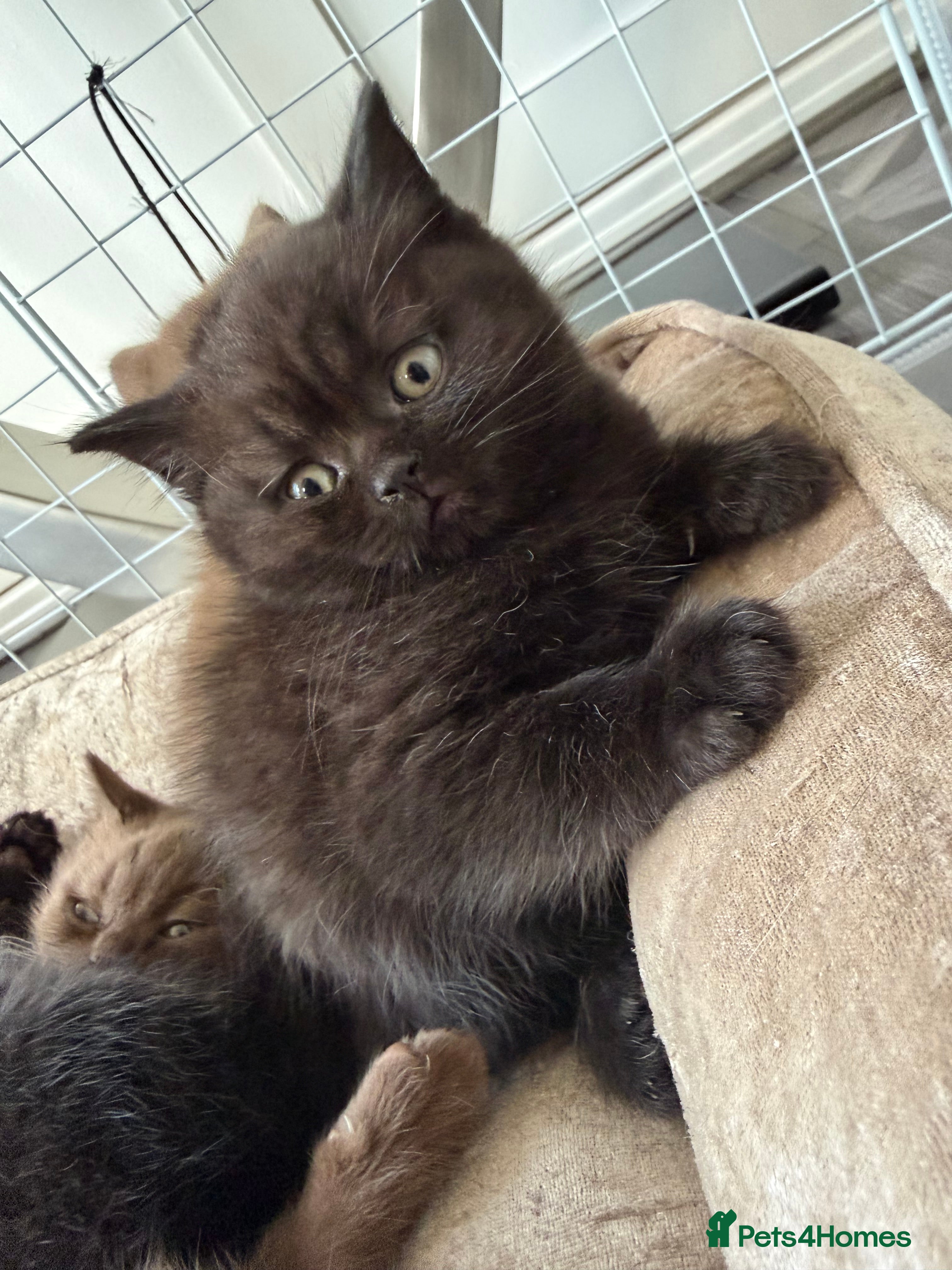 British Shorthair cats GCCF Registered Chocolate BSH kittens  - Advert 2