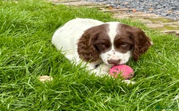 English Springer Spaniel dogs for sale: GAMEKEEPER BRED SPRINGER SPANIEL PUPS - Image 16
