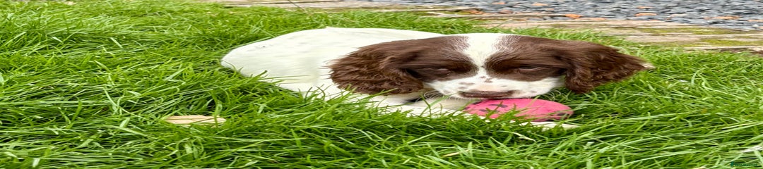 English Springer Spaniel Puppy 1