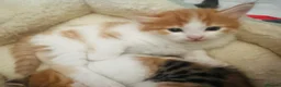 Mixed Breed cats for sale: Tabitha has had a joyful litter of 7 beauties! - Advert 8
