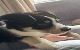 Mixed Breed dogs for sale: Zeus the Akita cross Labrador retriever  - Image 1