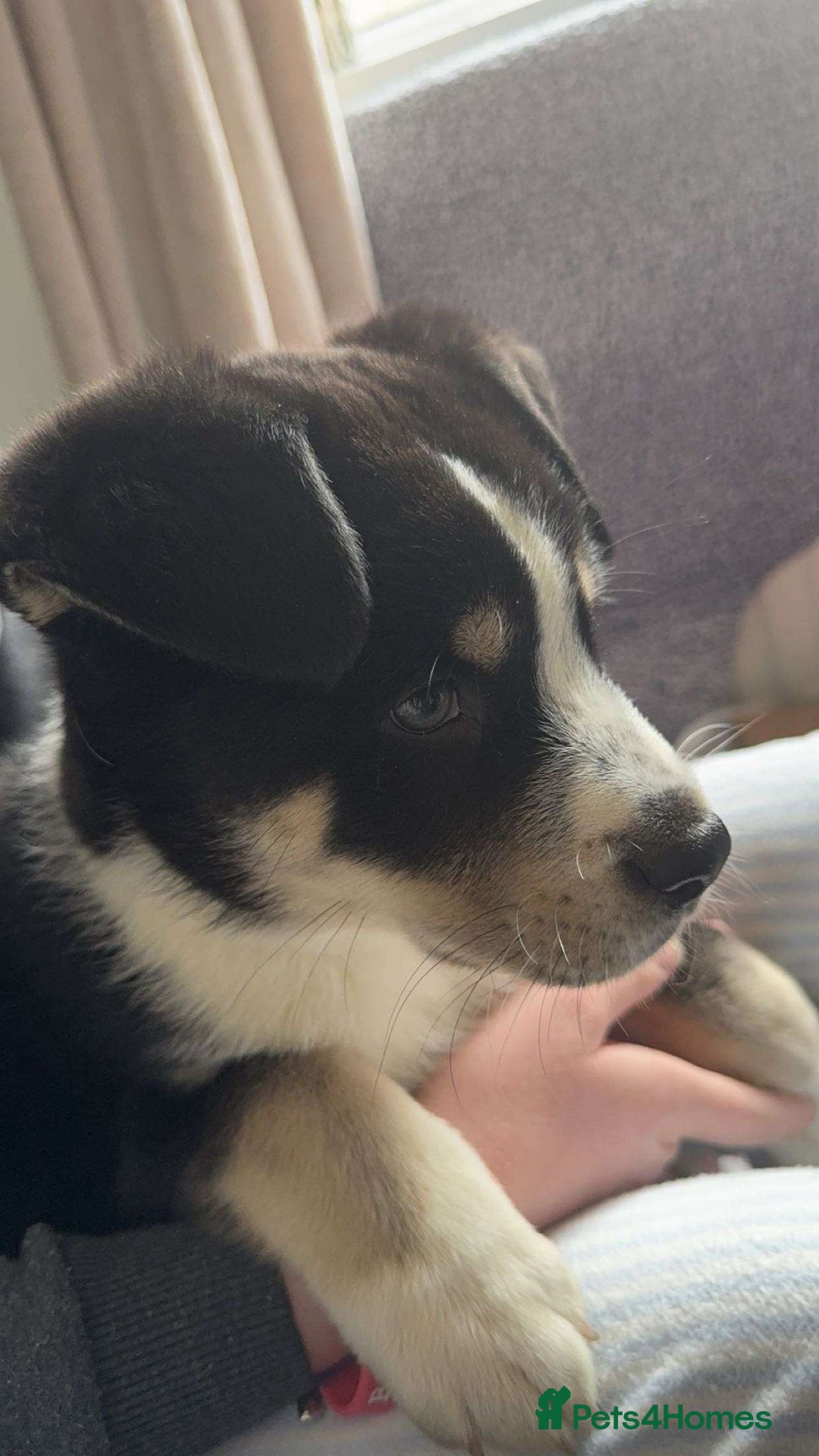 Mixed Breed dogs for sale: Zeus the Akita cross Labrador retriever  - Image 1