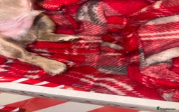 Chiweenie dogs for sale: Cheweenie - Image 17