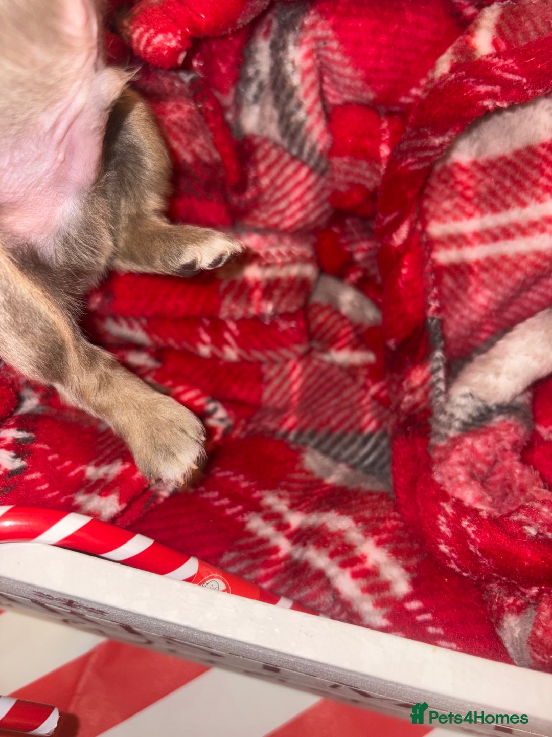 Chiweenie dogs for sale: Cheweenie - Image 17