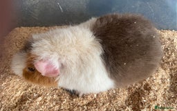 Guinea Pig rodents for sale: Male Teddy Guinea pig for sale - Image 4