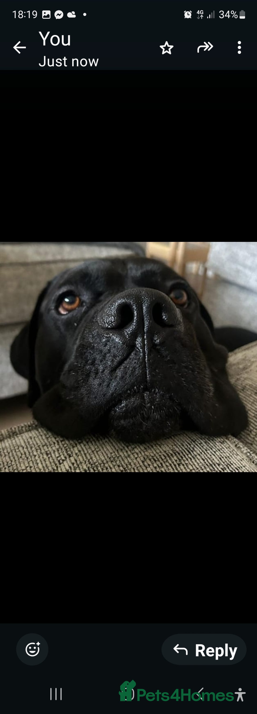 Cane Corso dogs for sale: Cane corso puppies for sale - Image 9