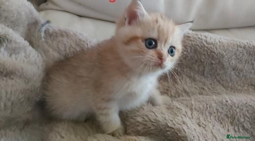 British Shorthair cats Intelligent Girl Golden British Short Hair Kitten  - Advert 16