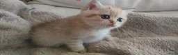 British Shorthair cats for sale: Intelligent Girl Golden British Short Hair Kitten  - Advert 1