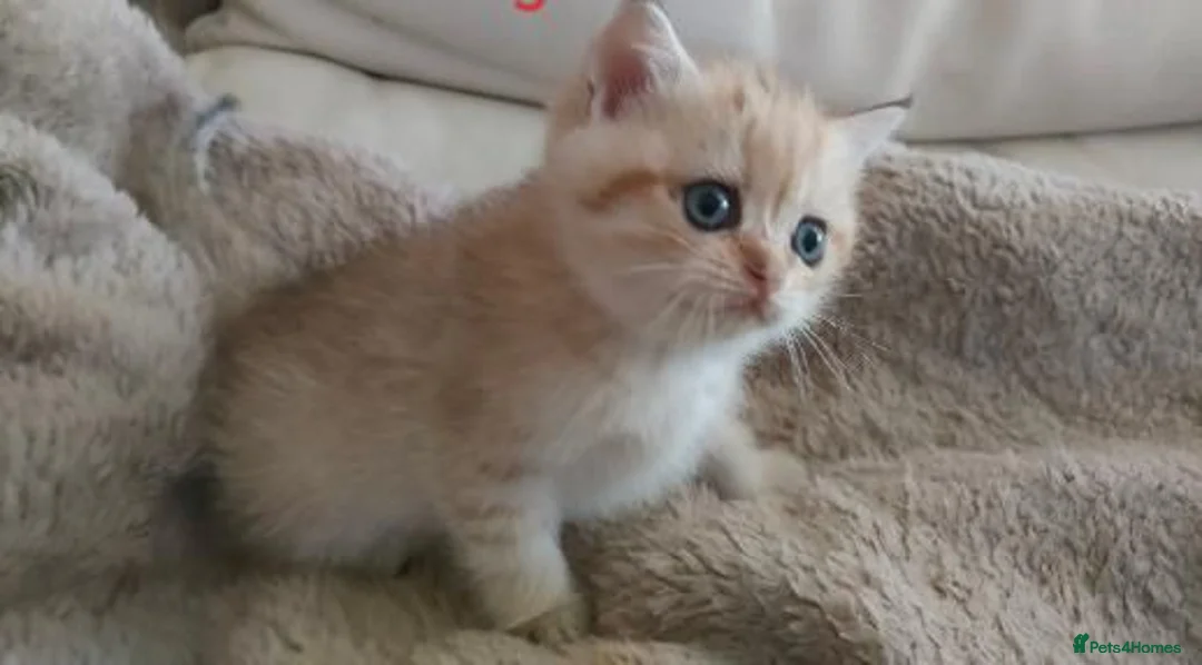 British Shorthair cats for sale: Intelligent Girl Golden British Short Hair Kitten  - Advert 1