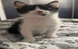 American Shorthair cats for sale: 2 male kittens  - Image 4
