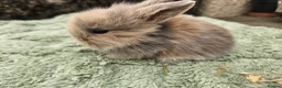 Lionhead rabbits for sale: 7 gorgeous Harlequin Lion Lop bunnies - Advert 3