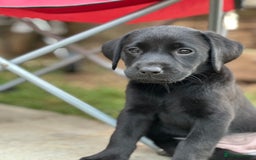 Labrador Retriever dogs for sale: 2beautiful black puppiesAVAILABLE READY to leave. - Image 20