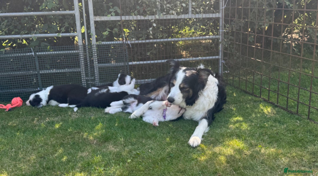 Border Collie dogs for sale: 2 collie pups for sale  - Image 7