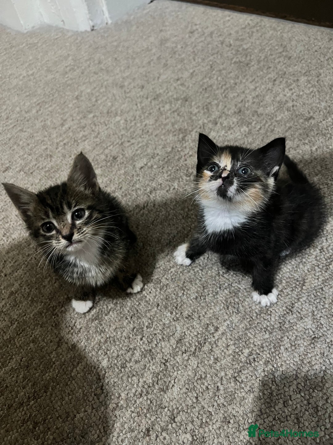Mixed Breed cats for sale: Kittens - Image 3