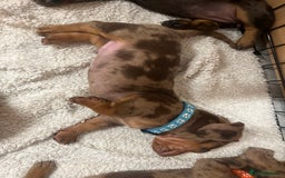 Dachshund dogs for sale: READY TO GO Dachshund Puppies dapple+chocolate - Image 11