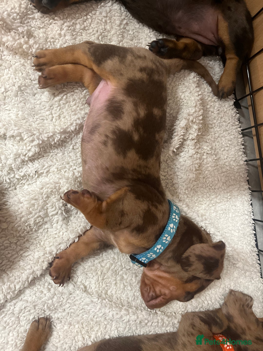 Dachshund dogs for sale: READY TO GO Dachshund Puppies dapple+chocolate - Image 11