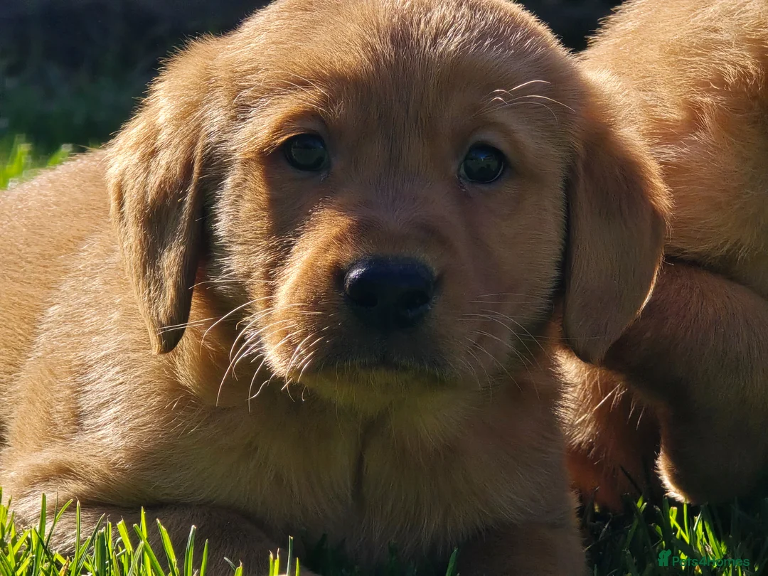 Labrador Retriever dogs for sale: Fox red labradors. 1 female 2 male available - Advert 2