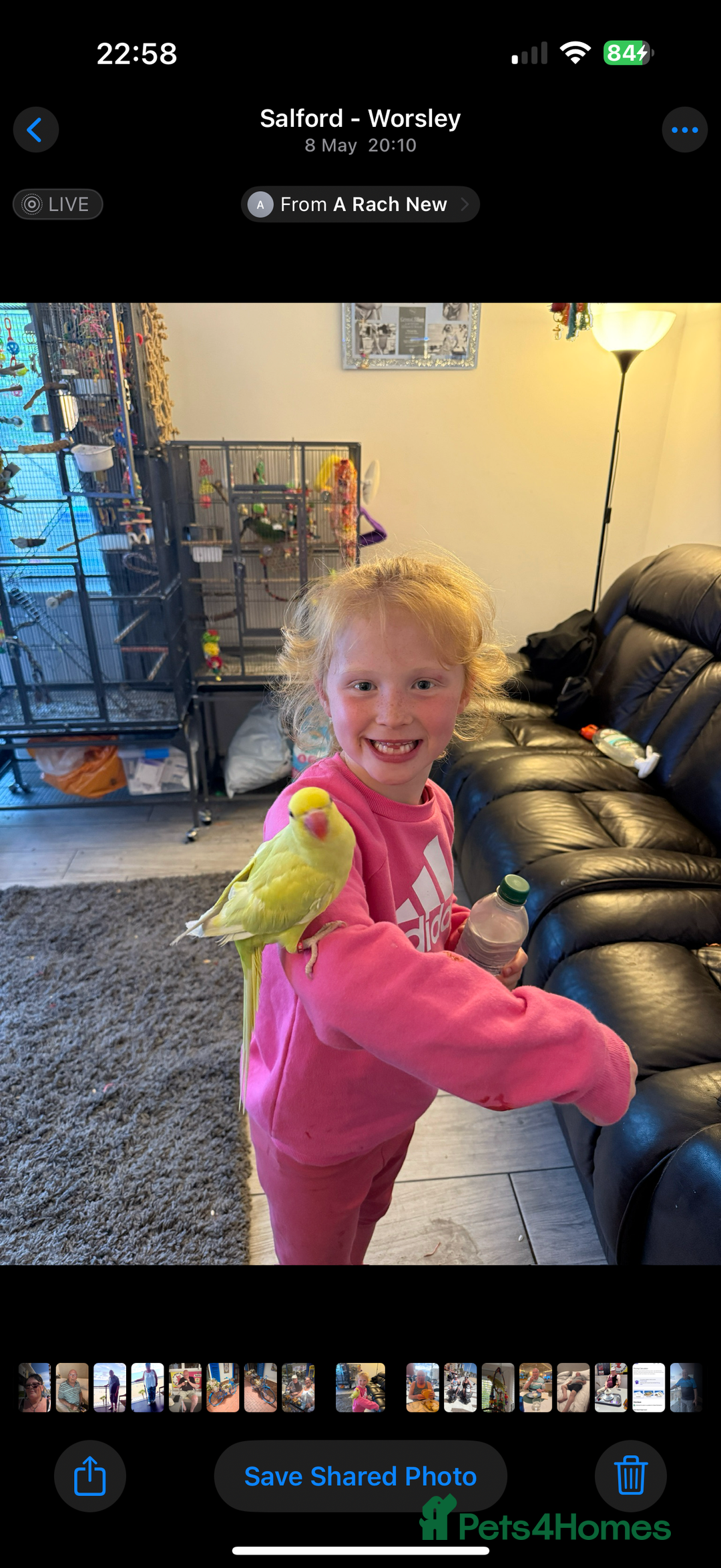 Ringnecks birds for sale: Indian Ringneck Parrot, female, 13 months old  - Image 3