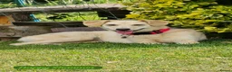 Mixed Breed dogs for adoption: Shannon, 6 months approx, Available for adoption. - Advert 5
