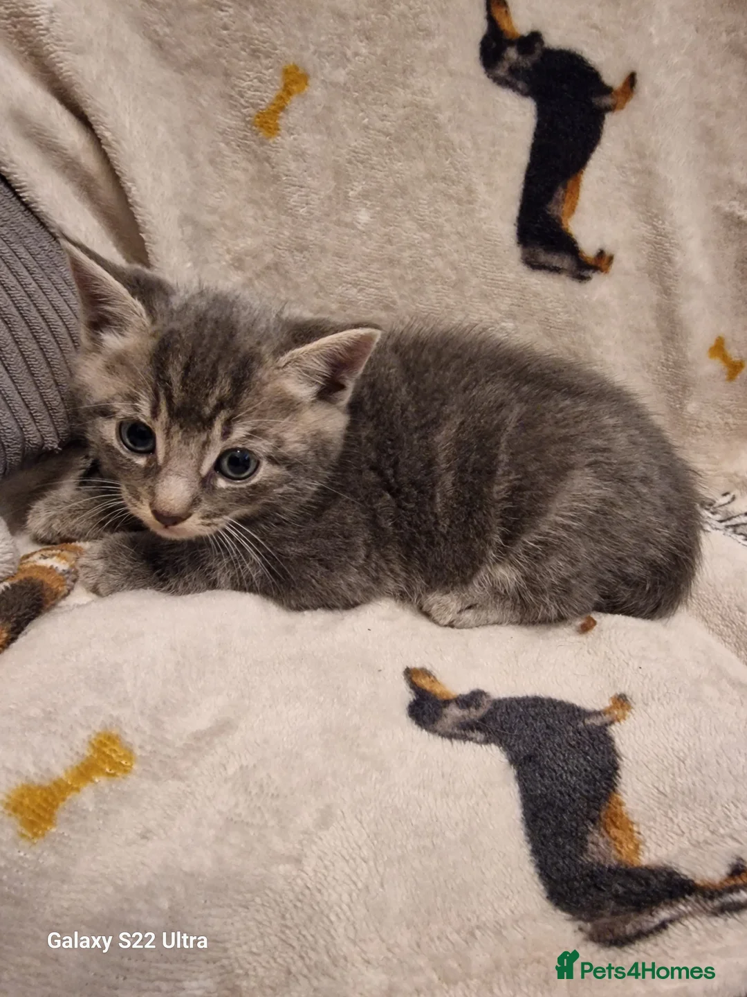 Mixed Breed cats for sale: Beautiful blue tabby kittens  - Advert 2
